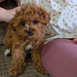 Bailey - Red female Cavapoo puppy in Blackfoot, Idaho from Rocky Desert Goldens and Cavaliers