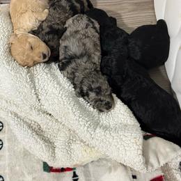Jett - Black male Maltipoo puppy in Colonial Beach, Virginia from BeachRidge Pups