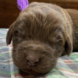 Maggie Purple Girl - Newfoundland puppy from Latin of Course Newfoundlands