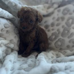 Patrice - Red  female Poodle puppy in Kissimmee, Florida from Unique Poodles