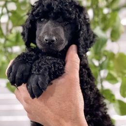 Poodle Puppies from Enjoy Life Kennels