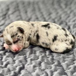 Thesan - Blue merle male Miniature American Shepherd puppy in Damascus, Oregon from Rebel Soul Minis