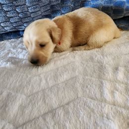 Emmett - Red male Dachshund puppy in Adolphus, Kentucky from Walker's Dachshunds