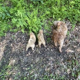 Goldendoodle Puppies from Coal Country Doodles