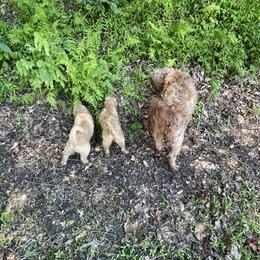 Goldendoodle Puppies from Coal Country Doodles