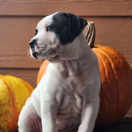 Meleys - White and black female American Bulldog puppy in Colorado Springs, Colorado from Calamity K9s