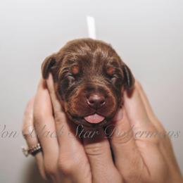 "C litter" Doberman Pinscher Puppies from Black Star Dobermans