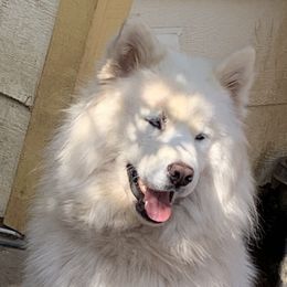 Orion - Siberian Husky