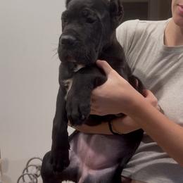Black Female - Black female Cane Corso puppy in Knoxville, Tennessee from Crowned Corso