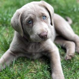 Dilute Retrievers and Labrador Retrievers from Crossed Pistols Labs