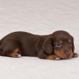 Choco - Chocolate and cream male Dachshund puppy in Bakersfield, California from Pretty Dachshunds 661