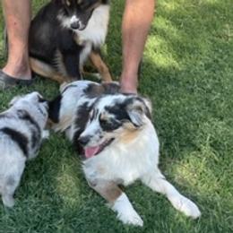 Aussiedoodles, Miniature Australian Shepherds, Poodles, and Toy Australian Shepherds from Paws of Color