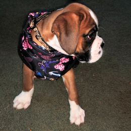 Boxer Puppies from Whynot Blue Ridge Mountain Boxer's