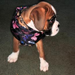 Boxer Puppies from Whynot Blue Ridge Mountain Boxer's