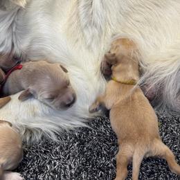 Vivienne - Golden female Golden Retriever puppy in Payette, Idaho from Stonewick Retrievers