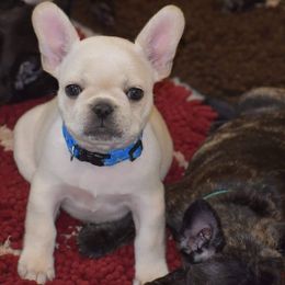 French Bulldog Puppies from Pelis French Bulldogs
