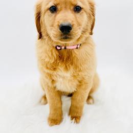 Gracie - Dark golden female Golden Retriever puppy in Elmwood Park, Illinois from Goldens&MiniAussiesWithFinesse