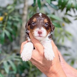 Surprise - Tri-color female Bernedoodle puppy in Sulphur, Louisiana from Curly Q’s Of Carlyss