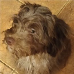 Nutmeg - Merle male Cavapoo puppy in East Providence, Rhode Island from Marta's Cavaliers