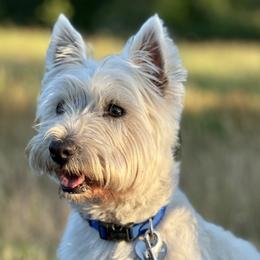 Blue - West Highland White Terrier