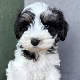 Astrid - Parti female Miniature Schnauzer puppy in La Mirada, California from SchnauzersRus