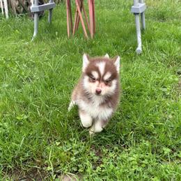Pyro - Chocolate male Pomsky puppy in Valparaiso, Indiana from Valparaiso Pomskys