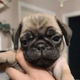 Pugs from Gleaton's Pugs