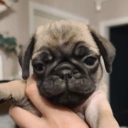 Pugs from Gleaton's Pugs
