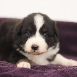 Ollie - Black tri-color male Australian Shepherd puppy in Bagley, Iowa from Diamond M Aussies