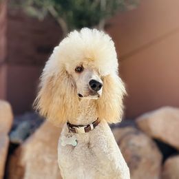 Poodles from Red Mountain Poodles