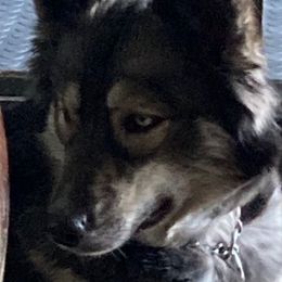Karma - Siberian Husky
