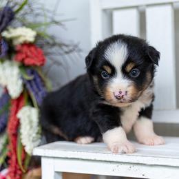 Anthem - Black tri male Miniature American Shepherd puppy in Granbury, Texas from Best Little Aussies