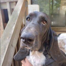Brooke - Basset Hound