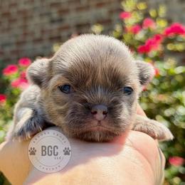 River - Blue fawn female Chihuahua puppy in Forsyth, Georgia from Brooks Grove Canines LLC