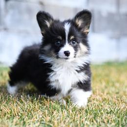 Journey - Black and tan male Pembroke Welsh Corgi puppy in Mona, Utah from Sorensen Corgis