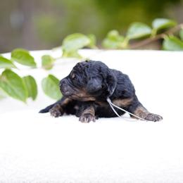 Gray collar - Phantom male Bernedoodle puppy in Spokane, Washington from Doodle Love