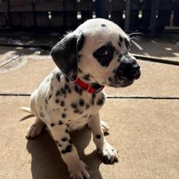 Nick Jonas - White and black male Dalmatian puppy in Fort Cavasos, Texas from Mainstreet Dalmation