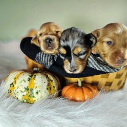 Dachshund Puppies from Treasure Dachshunds