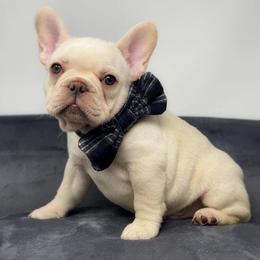 Boxer and French Bulldog Puppies from Schuster Haus