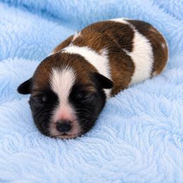 Stetson - Tricolor male Shih Tzu puppy in Tallahassee, Florida from Bows and Bow Ties