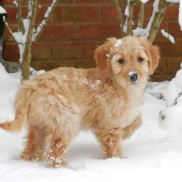 Goldendoodle Puppies from South Paw Doodles