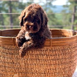 Australian Labradoodle Puppies from Mount Harmony Labradoodles