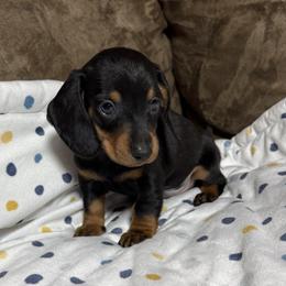 Boy 1 - Black and tan male Dachshund puppy in Cypress, Texas from Sweet Little Churros