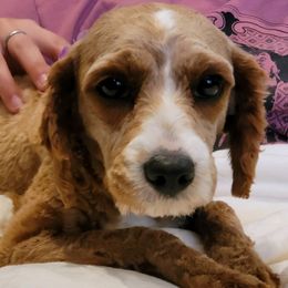 Zoey - Cavapoo