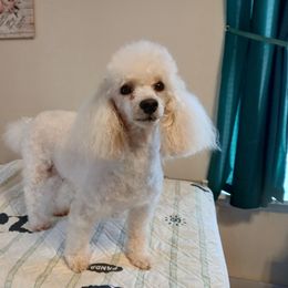 Monique - Poodle