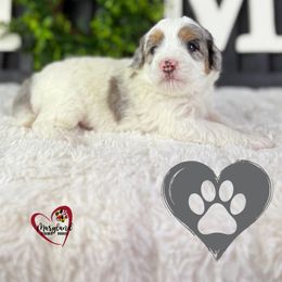 Goldendoodle Puppies from Maryland Designer Doodles