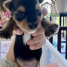 Edith - Black and tan female Yorkshire Terrier puppy in Ballston Spa, New York from pupstatenewyorkies
