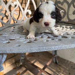 Duke - Liver white and tan male English Springer Spaniel puppy in Williston, Florida from Parks Paradise Springers