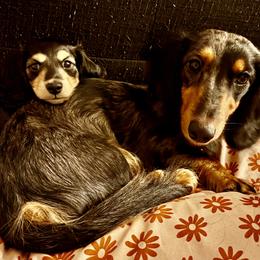 Dachshund puppies from Leah’s Suncoast Doxies