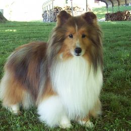 Deacon - Shetland Sheepdog